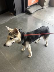 Found/Stray Female Dog last seen Home Depot parking l, Daly City, CA 94015