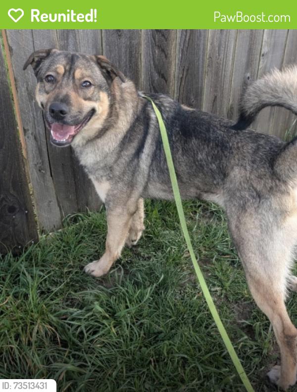 Reunited Male Dog last seen Wilders Ln and Senz Rd, Sequim, WA 98382