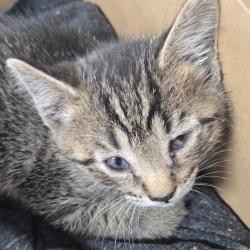 Shelter Stray Male Cat last seen , 124 Evergreen Ave, Newark, NJ 07114, USA