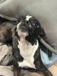 Found/Stray Female Dog last seen Highland tK elementary in Inglewood, Inglewood, CA 90301