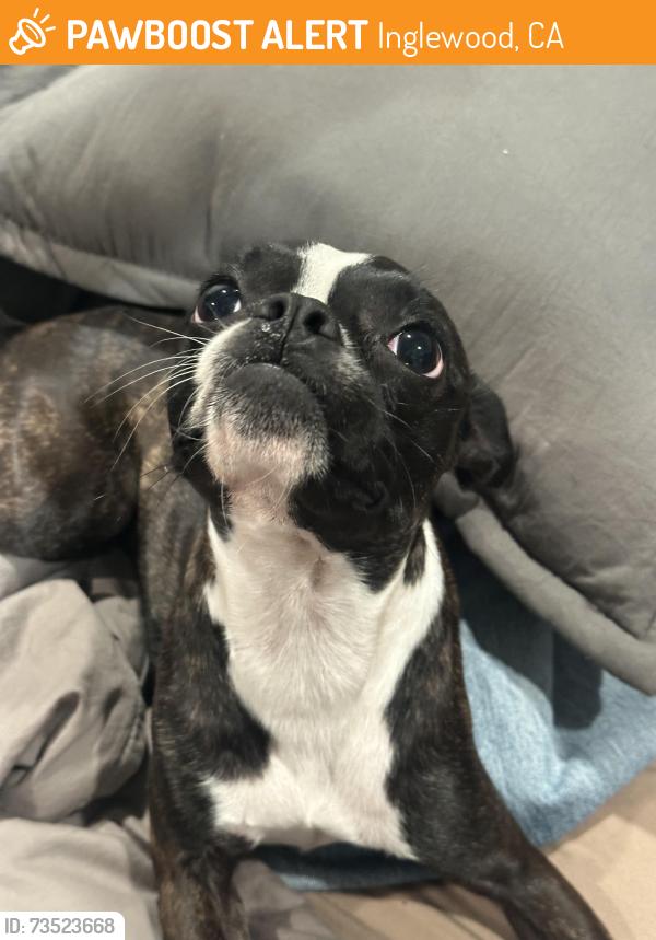 Found/Stray Female Dog last seen Highland tK elementary in Inglewood, Inglewood, CA 90301
