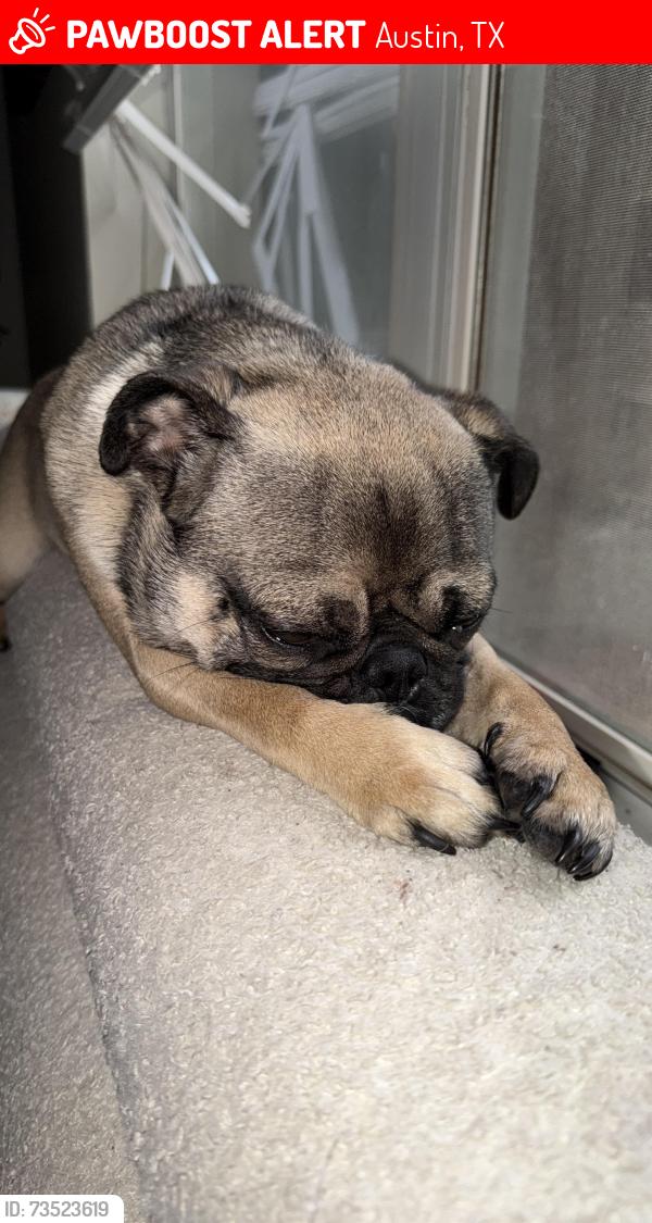 Lost Female Dog last seen Near Nogales Trl, Austin Texas, Austin, TX 78744