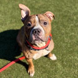 Shelter Stray Male Dog last seen , Animal Care & Control Team of Philly, 111 W Hunting Park Ave, Philadelphia, PA 19140, USA