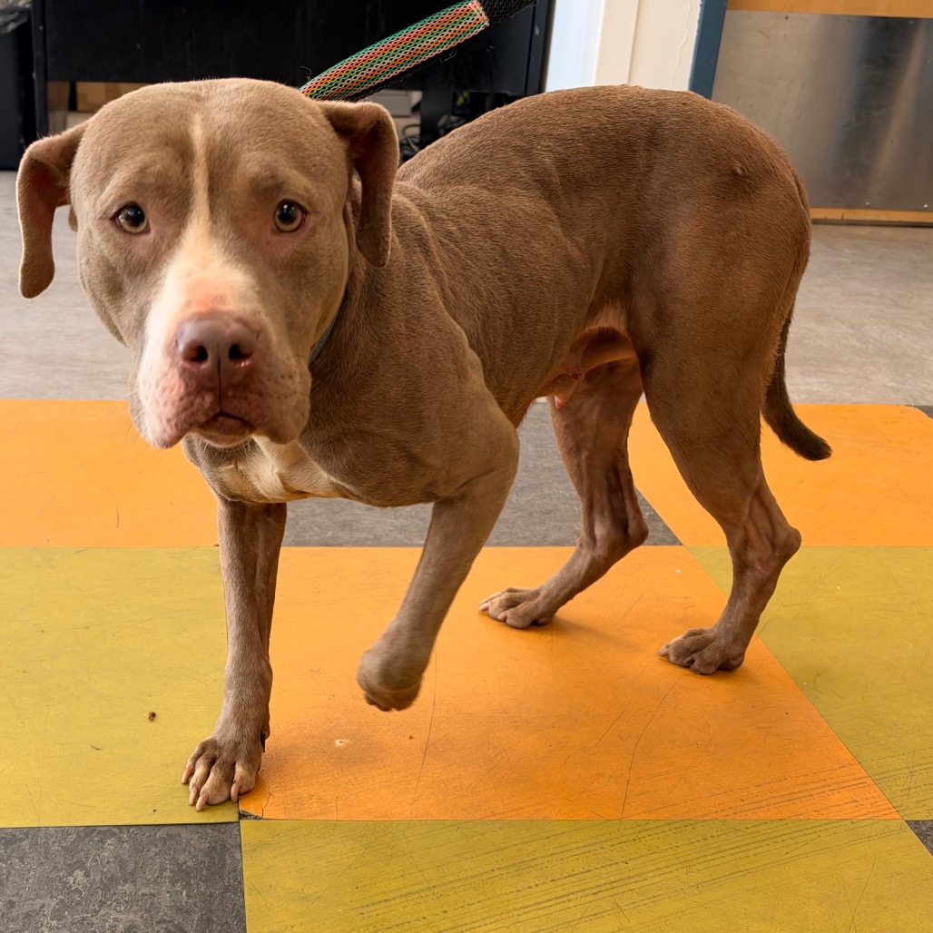 Shelter Stray Female Dog last seen , Animal Care & Control Team of Philly, 111 W Hunting Park Ave, Philadelphia, PA 19140, USA
