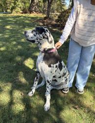 Reunited Female Dog last seen Oxford Elementary School, Claremont, NC 28610