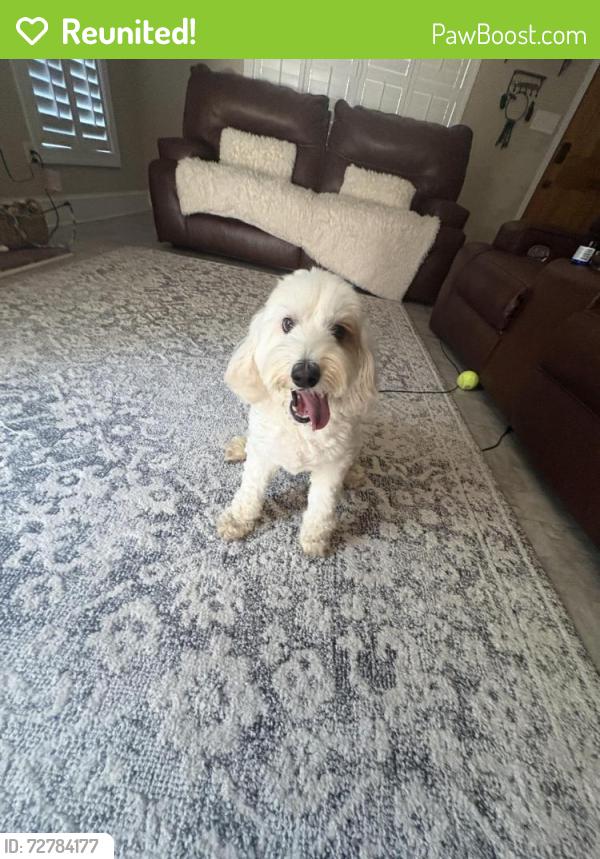 Reunited Female Dog last seen Blacks tire on Bragg Blvd, Fayetteville, NC 28303