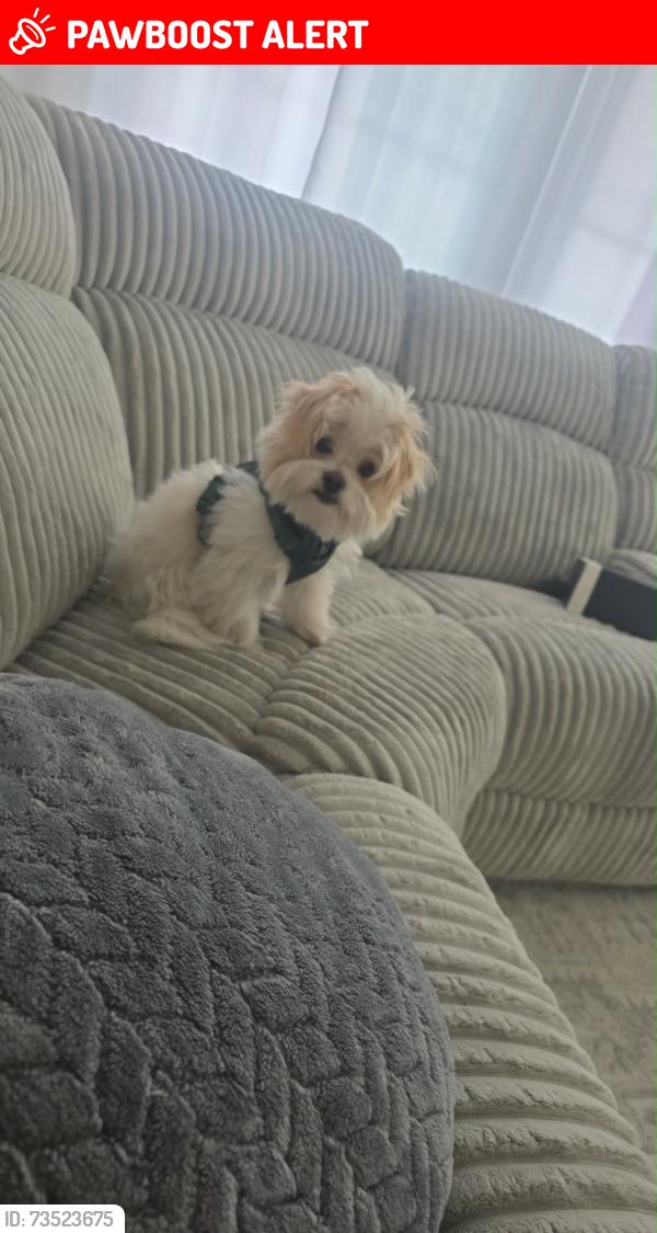 Lost Male Dog last seen Condominio Rancho Verde, Rancho Cucamonga, CA 91730