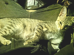 Lost Male Cat last seen Renton dog park, Renton, WA 98059