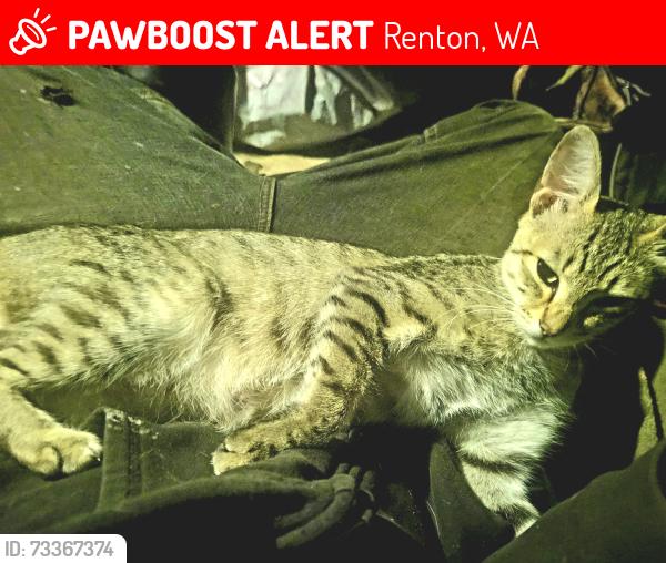 Lost Male Cat last seen Renton dog park, Renton, WA 98059