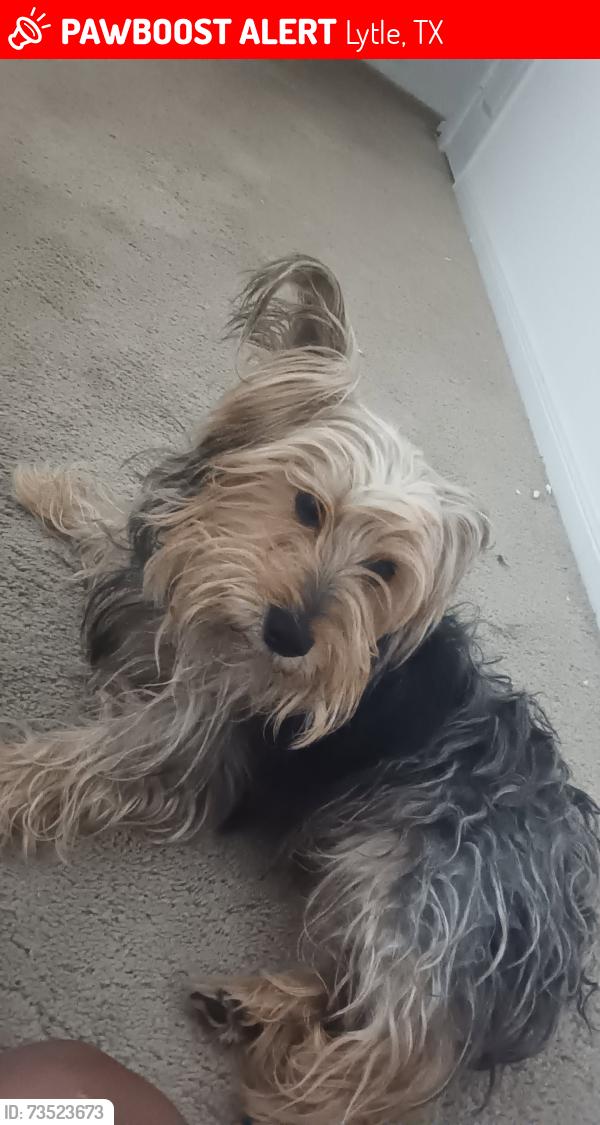 Lost Male Dog last seen Rosewood ests, Lytle, TX 78052