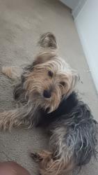 Lost Male Dog last seen Rosewood ests, Lytle, TX 78052