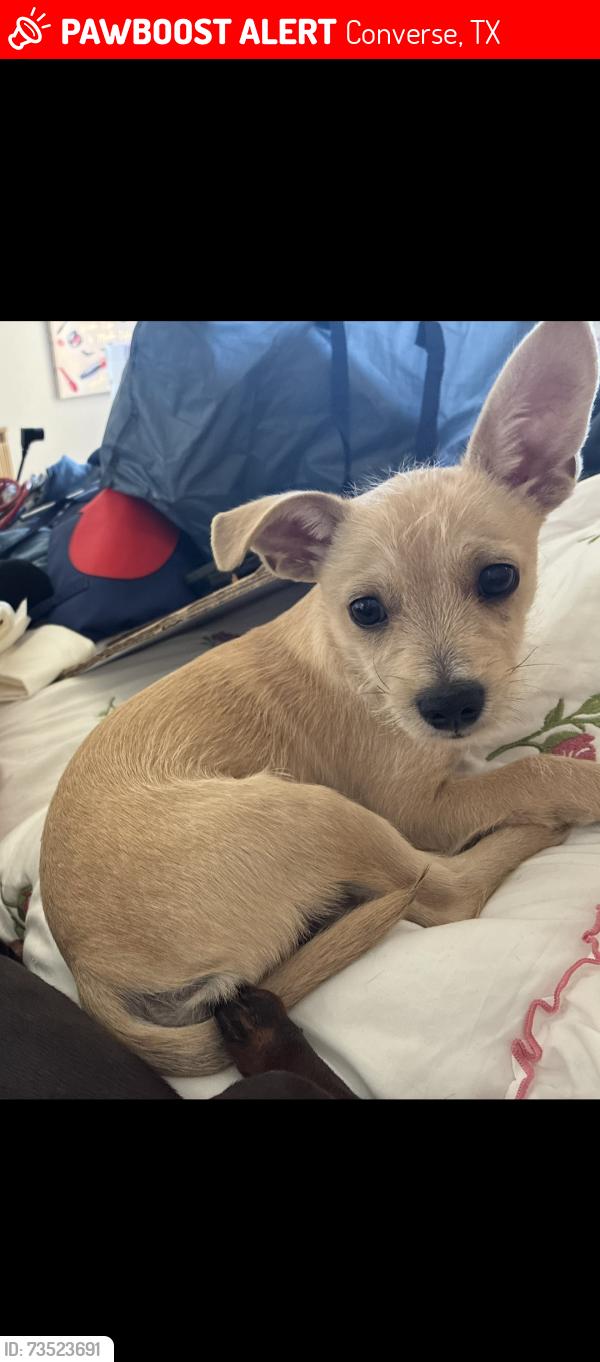 Lost Male Dog last seen The heights at Converse, Converse, TX 78109