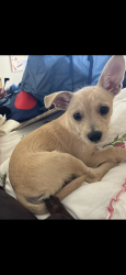 Lost Male Dog last seen The heights at Converse, Converse, TX 78109