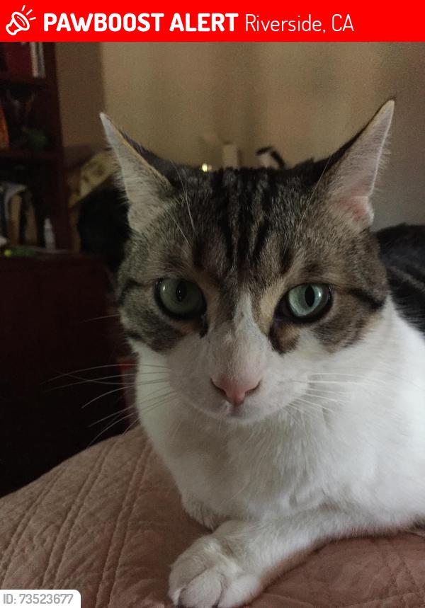 Lost Male Cat last seen Avenida Hacienda, Riverside, CA 92508