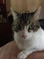 Lost Male Cat last seen Avenida Hacienda, Riverside, CA 92508