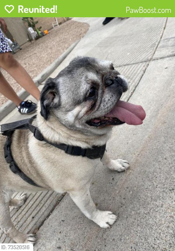 Reunited Unknown Dog last seen 124th Ave and Flores, El Mirage, AZ 85335