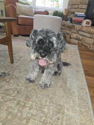 Reunited Male Dog last seen Willis park, Avondale Estates, GA 30002