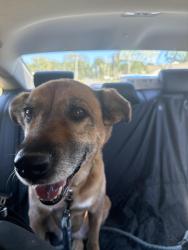 Reunited Female Dog last seen Faircloth ave Winston-Salem, nc, Winston-Salem, NC 27106