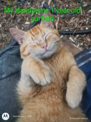 Reunited Male Cat last seen renton skate park and cedar river trail, Renton, WA 98057