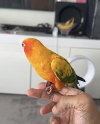 Lost Unknown Bird last seen Newham town hall, Greater London, England E6 6JN