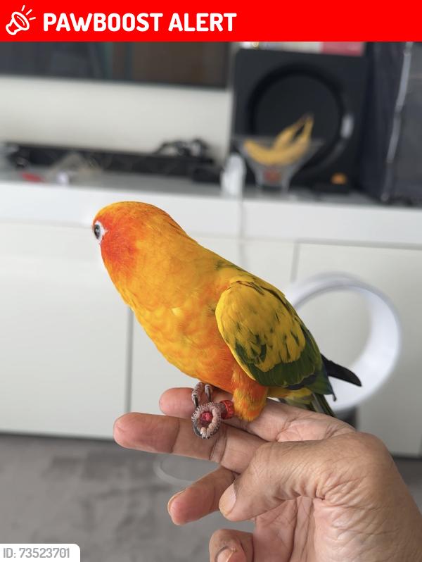 Lost Unknown Bird last seen Newham town hall, Greater London, England E6 6JN