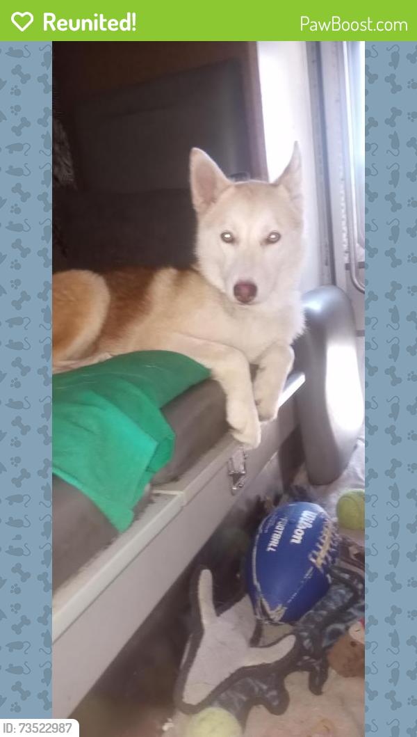 Reunited Female Dog last seen PCH and lemon, Long Beach, CA 90806