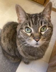 Lost Female Cat last seen Nine mile tree road, Mayfield, NY 12078