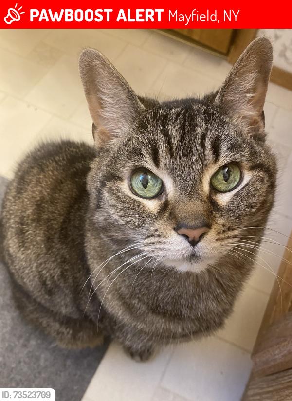 Lost Female Cat last seen Nine mile tree road, Mayfield, NY 12078