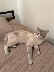 Lost Male Cat last seen Temple Firestation, Calgary, AB T1Y 4S4