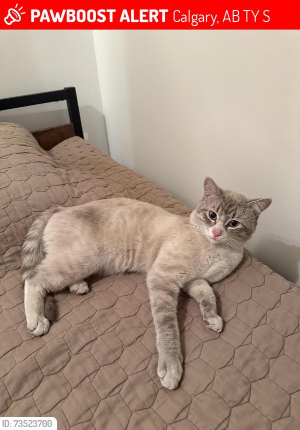 Lost Male Cat last seen Temple Firestation, Calgary, AB T1Y 4S4