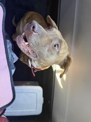 Found/Stray Male Dog last seen Dunn, Nc, Usa, Dunn, NC 28334