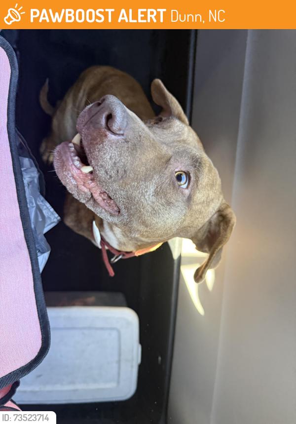 Found/Stray Male Dog last seen Dunn, Nc, Usa, Dunn, NC 28334