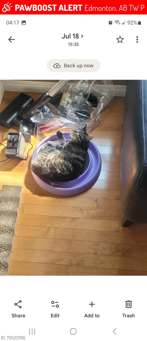 Lost Female Cat last seen Near 42st NW, Edmonton, AB T5W 2P1