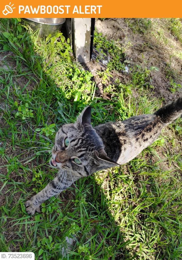 Found/Stray Male Cat last seen holden beach rd near the ice machine and vending machines, Brunswick County, NC 28462