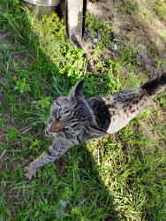 Found/Stray Male Cat last seen holden beach rd near the ice machine and vending machines, Brunswick County, NC 28462