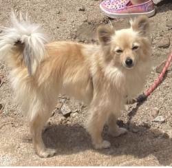 Reunited Female Dog last seen 1st street Galt, Ca, Galt, CA 95632