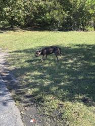 Found/Stray Male Dog last seen 24/27 Dollar General, Cameron, NC 28326