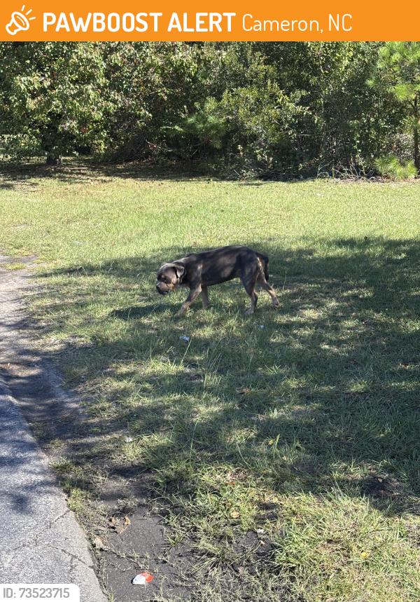 Found/Stray Male Dog last seen 24/27 Dollar General, Cameron, NC 28326