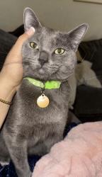 Reunited Male Cat last seen Drexel & Midvale Rd., Tucson, AZ 85746