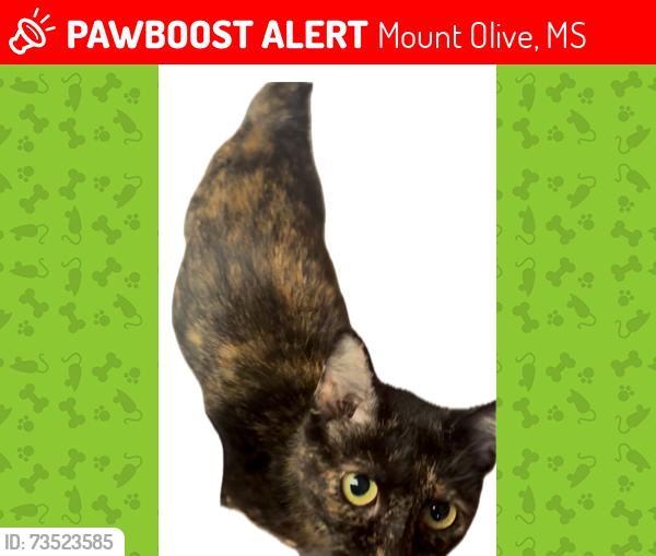 Lost Female Cat last seen Mt. Olive Worship Center across the street from Texaco, Mount Olive, MS 39119