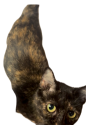 Lost Female Cat last seen Mt. Olive Worship Center across the street from Texaco, Mount Olive, MS 39119