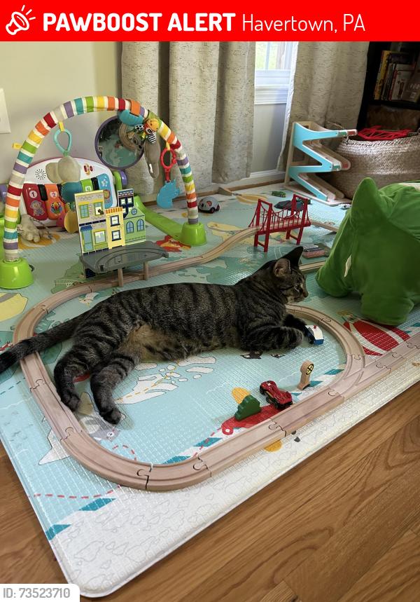 Lost Male Cat last seen Belvedere Avenue and Fairfield Road, Havertown, Havertown, PA 19083