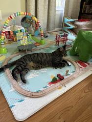 Lost Male Cat last seen Belvedere Avenue and Fairfield Road, Havertown, Havertown, PA 19083