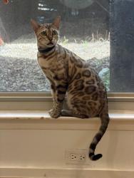Reunited Unknown Cat last seen Homedale Dr, Austin, TX 78704
