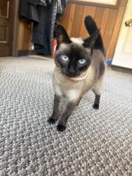Reunited Female Cat last seen Near otsego st, Ilion, NY 13357