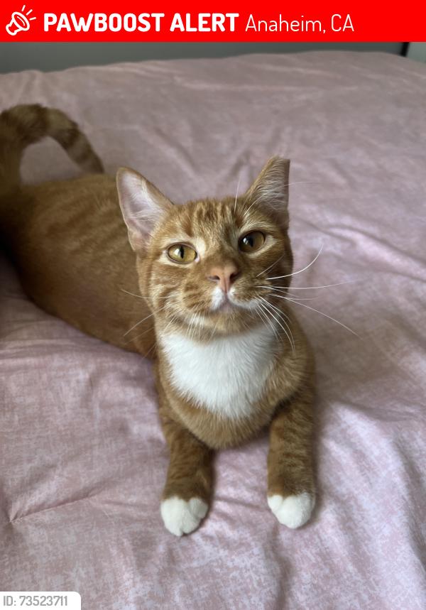 Lost Male Cat last seen West ball road by Ball jr high, Anaheim, CA 92802