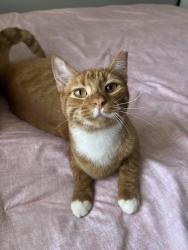 Lost Male Cat last seen West ball road by Ball jr high, Anaheim, CA 92802