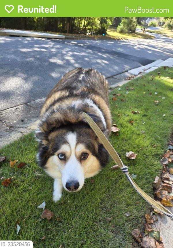 Reunited Female Dog last seen Murdock Rd, Cobb County, GA 30062