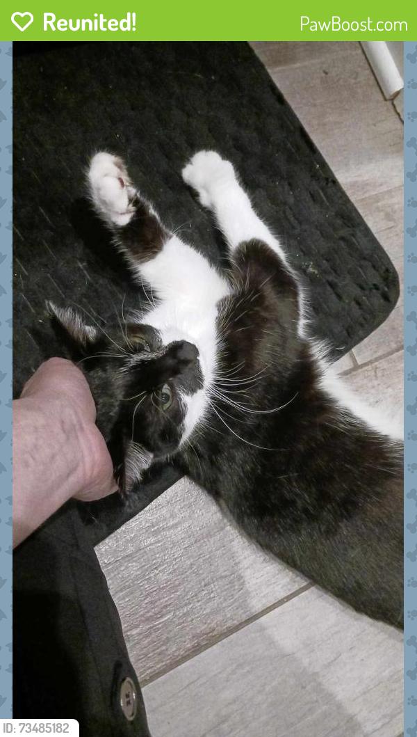 Reunited Female Cat last seen Near W COMSTOCK AVE, Elmhurst, IL 60126
