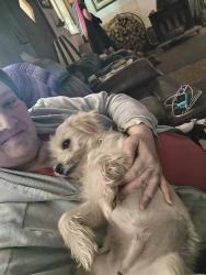 Reunited Male Dog last seen Keller Bend Rd and S. Northshore Dr, Knoxville, TN 37919